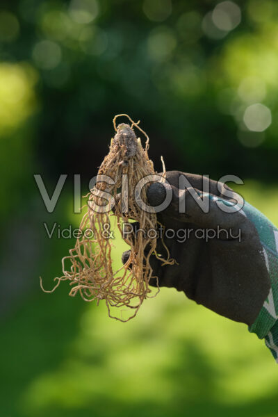 Hosta planten Hosta planten