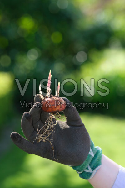 Crocosmia planten Crocosmia planten