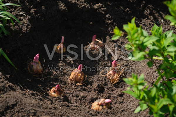 Planting Lilium bulbs Planting Lilium bulbs