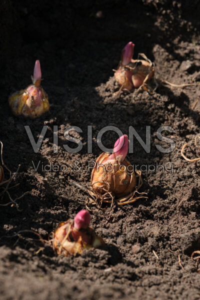 Leliebollen planten Leliebollen planten