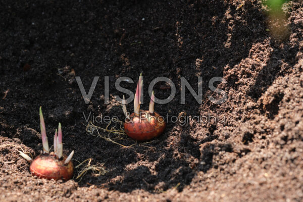 Planting Crocosmia