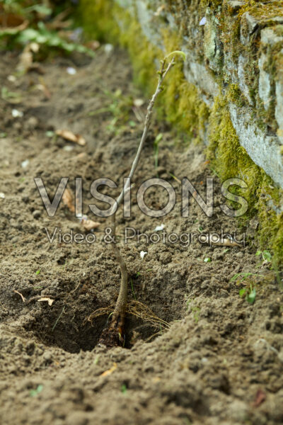 Planting bare rooted Campsis Planting bare rooted Campsis