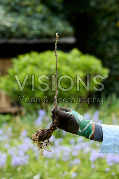 Campsis planten