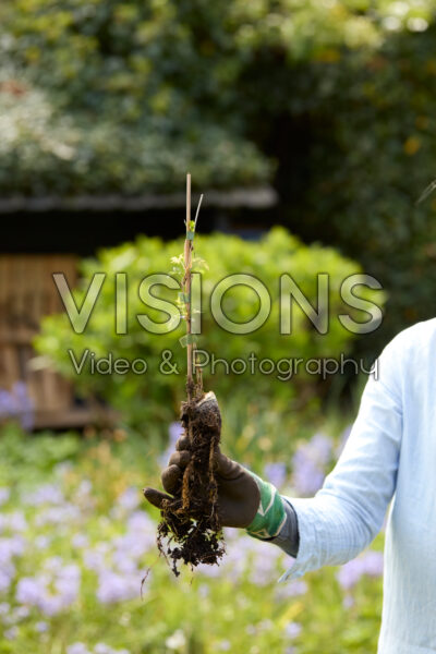 Planting bare rooted Wisteria Planting bare rooted Wisteria