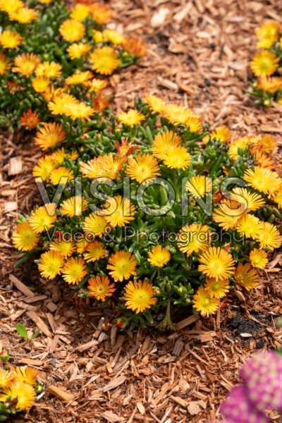 Delosperma Rock Crystal yellow Delosperma Rock Crystal yellow