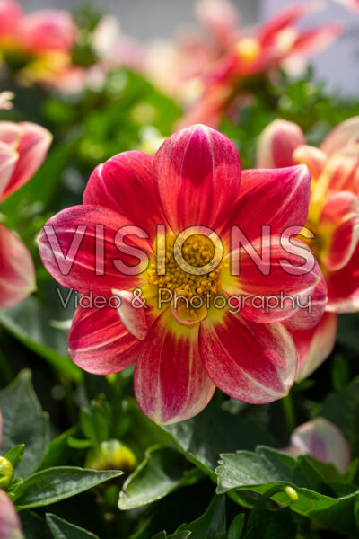 Dahlia Summer Bees Red Bicolor Dahlia Summer Bees Red Bicolor