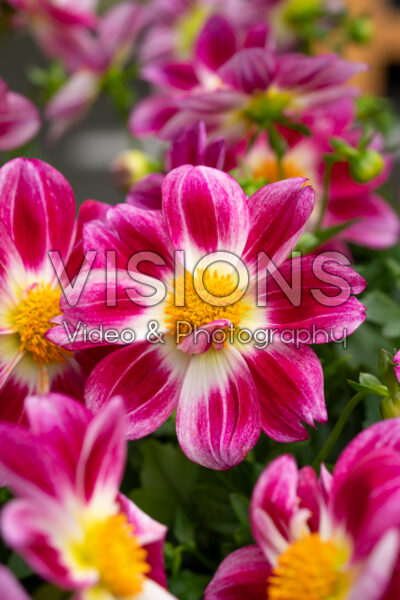 Dahlia Summer Bees Purple Bicolor | Visions Pictures