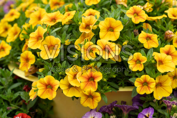 Calibrachoa yellow Calibrachoa yellow