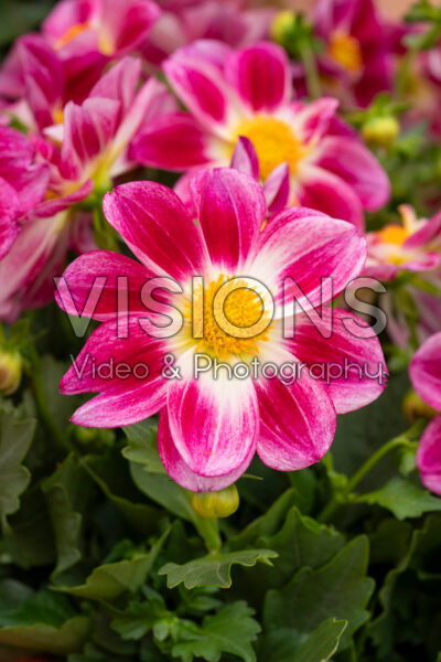 Dahlia Summer Bees Purple Bicolor Dahlia Summer Bees Purple Bicolor