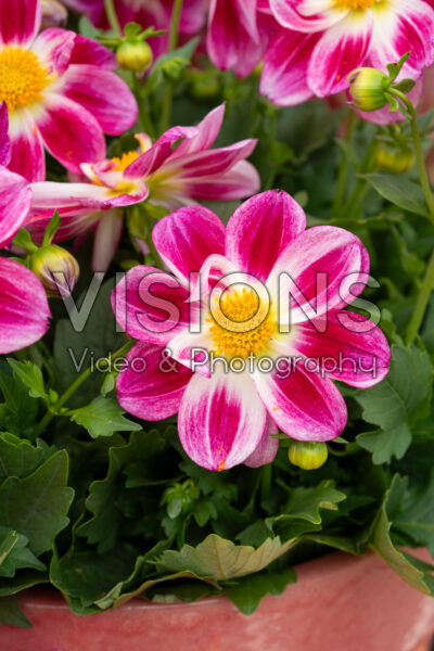 Dahlia Summer Bees Purple Bicolor Dahlia Summer Bees Purple Bicolor