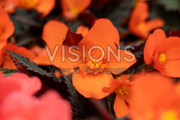 Begonia I'Conia® Upright Fire Begonia I'Conia® Upright Fire