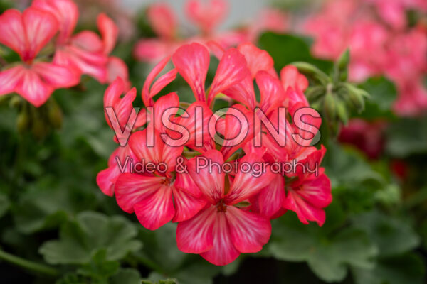 Pelargonium Grand Idols® Glory Days Pink Bicolor