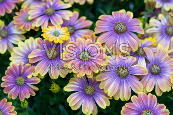 Osteospermum Besties™ Dynamic Bicolor Osteospermum Besties™ Dynamic Bicolor