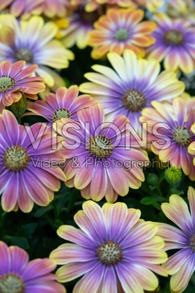 Osteospermum Besties™ Dynamic Bicolor