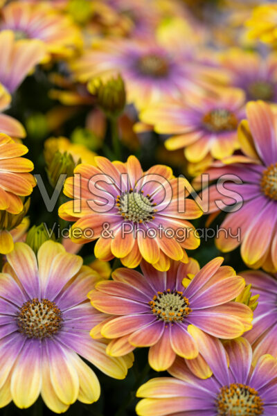 Osteospermum Besties™ Dynamic Bicolor Osteospermum Besties™ Dynamic Bicolor
