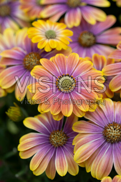 Osteospermum Besties™ Dynamic Bicolor Osteospermum Besties™ Dynamic Bicolor