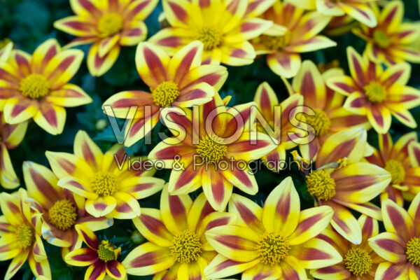 Bidens Blazing Star