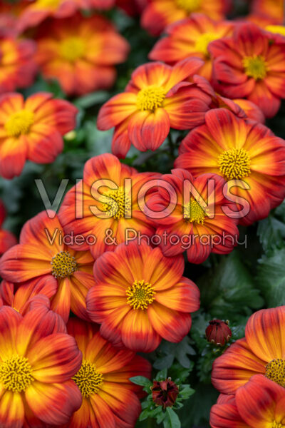 Bidens ferulifolia Timeless™ Blazing Ring of Fire Bidens ferulifolia Timeless™ Blazing Ring of Fire