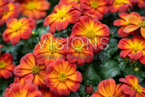 Bidens ferulifolia Timeless™ Blazing Ring of Fire Bidens ferulifolia Timeless™ Blazing Ring of Fire