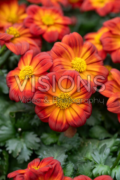 Bidens ferulifolia Timeless™ Blazing Ring of Fire Bidens ferulifolia Timeless™ Blazing Ring of Fire