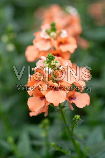Diascia Trinity™ Salmon Diascia Trinity™ Salmon