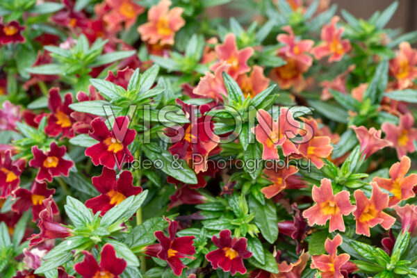 Mimulus Mai Tai™ Red and Orange Mimulus Mai Tai™ Red and Orange
