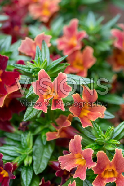 Mimulus Mai Tai™ Orange Improved Mimulus Mai Tai™ Orange Improved