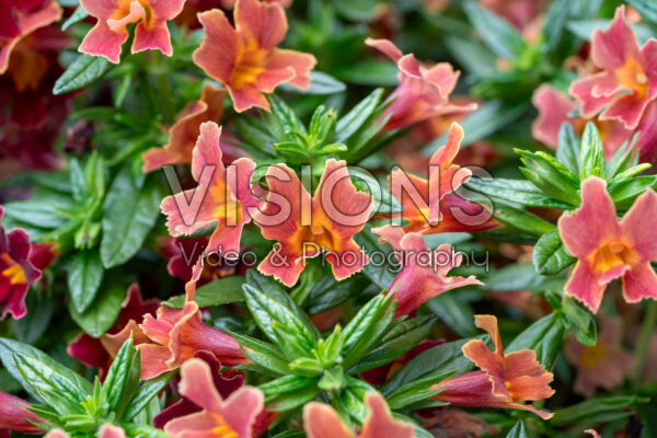 Mimulus Mai Tai™ Orange Improved Mimulus Mai Tai™ Orange Improved