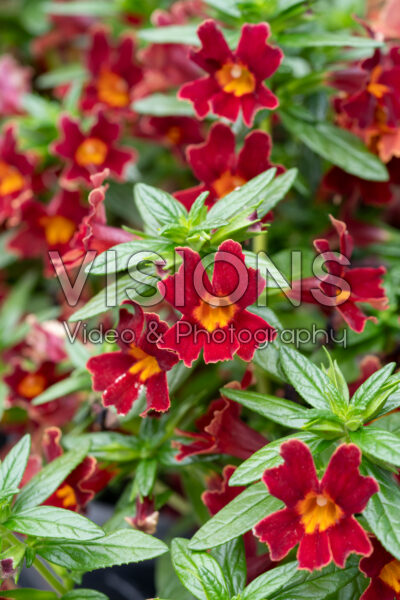 Mimulus Mai Tai™ Red