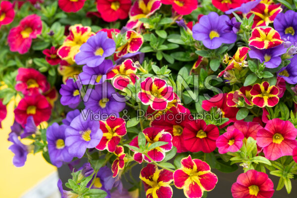 Calibrachoa mix Calibrachoa mix
