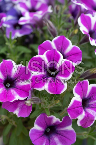 Petunia Capella™ Magenta Diamond Petunia Capella™ Magenta Diamond