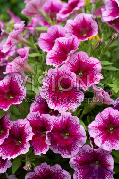 Petunia Capella™ Fuchsia Lace Petunia Capella™ Fuchsia Lace