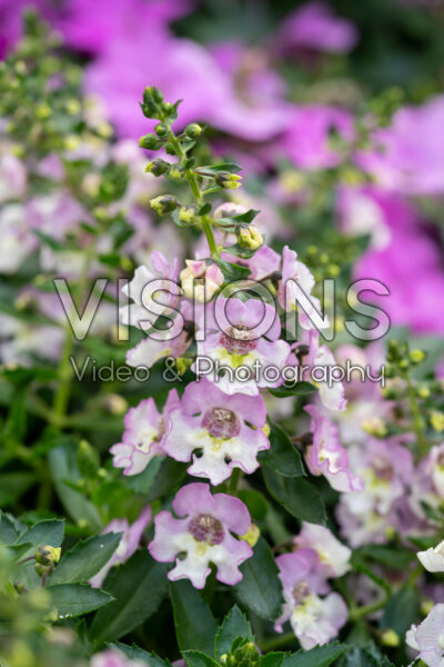 Angelonia Alonia™ Big Bicolor Pink Improved Angelonia Alonia™ Big Bicolor Pink Improved
