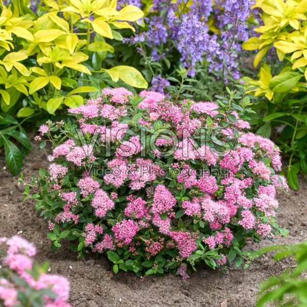 Spiraea japonica Odessa®