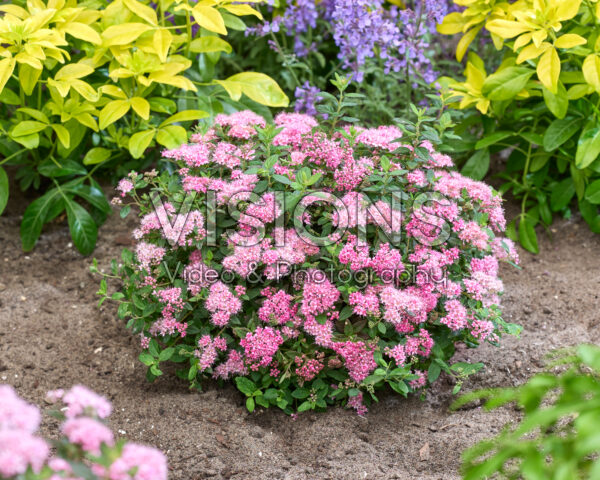 Spiraea japonica Odessa® Spiraea japonica Odessa®