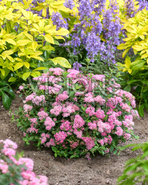 Spiraea japonica Odessa® Spiraea japonica Odessa®