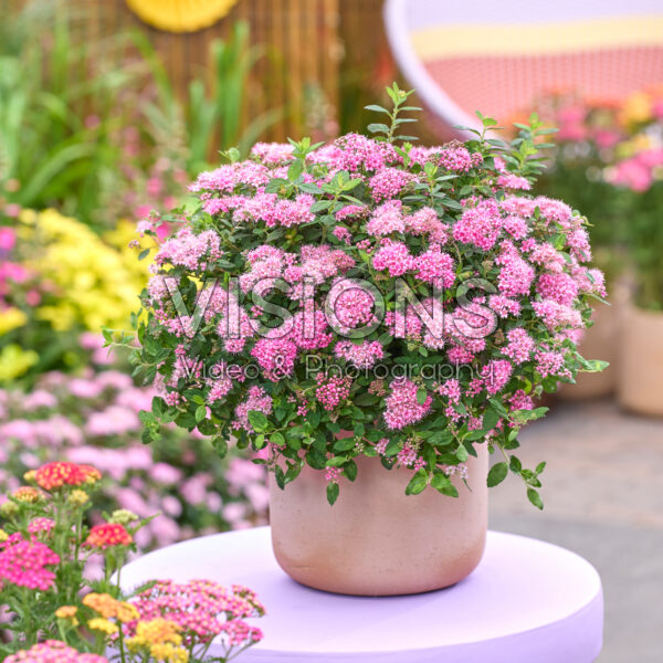 Spiraea japonica Odessa® Spiraea japonica Odessa®