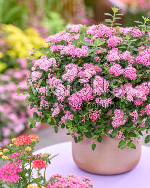 Spiraea japonica Odessa® Spiraea japonica Odessa®