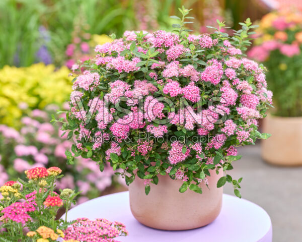 Spiraea japonica Odessa® Spiraea japonica Odessa®