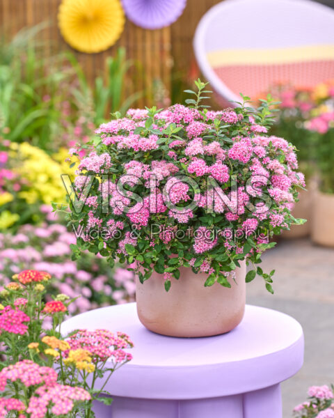 Spiraea japonica Odessa® Spiraea japonica Odessa®