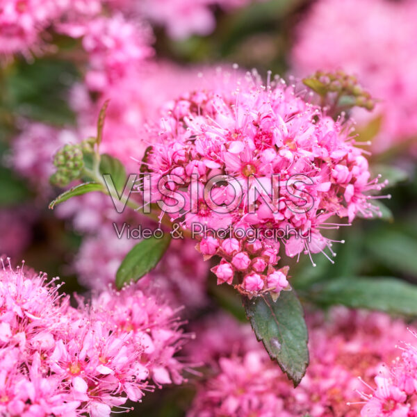 Spiraea japonica Odessa® Spiraea japonica Odessa®