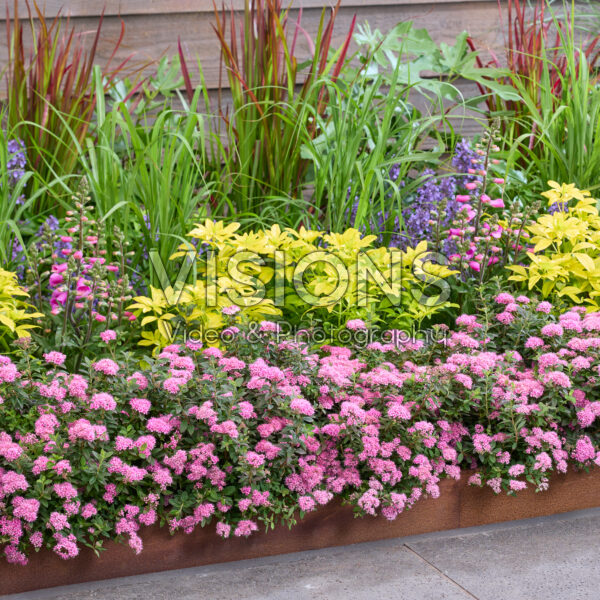 Spiraea japonica Odessa® Spiraea japonica Odessa®
