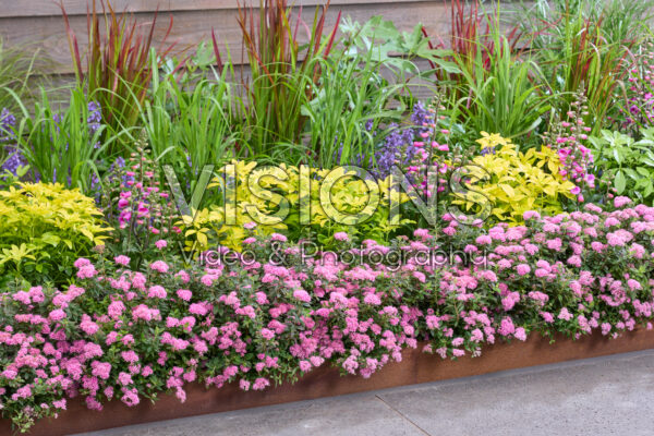 Spiraea japonica Odessa® Spiraea japonica Odessa®