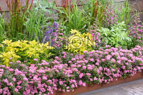 Spiraea japonica Odessa® Spiraea japonica Odessa®
