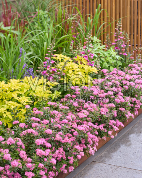 Spiraea japonica Odessa® Spiraea japonica Odessa®