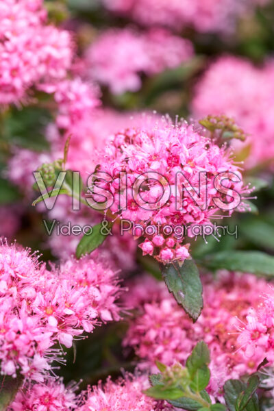Spiraea japonica Odessa®