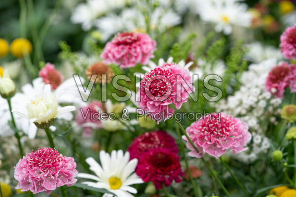 Mixed perennials Mixed perennials