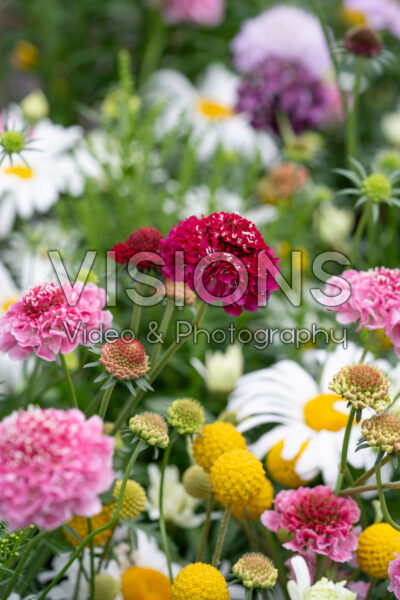 Mixed perennials