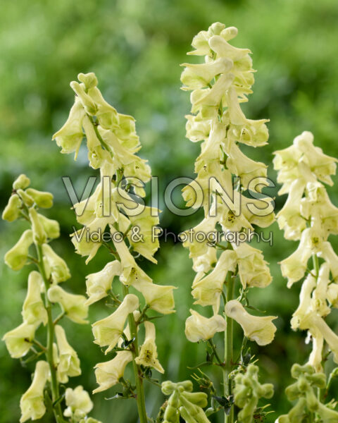 Aconitum kryvoli Moon by Luna Aconitum kryvoli Moon by Luna