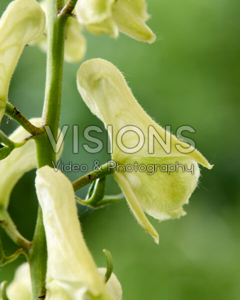 Aconitum kryvoli Moon by Luna